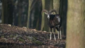 vastleggen van moeflon in dierentuin video