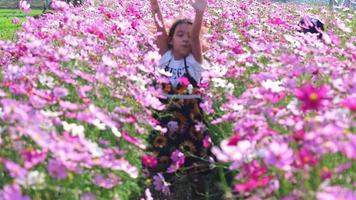 Lycklig asiatisk liten flicka spelar i en fält av kosmos blommor. två härlig systrar är löpning i kosmos blomma fält och utgifterna tid tillsammans på sommar semester. video