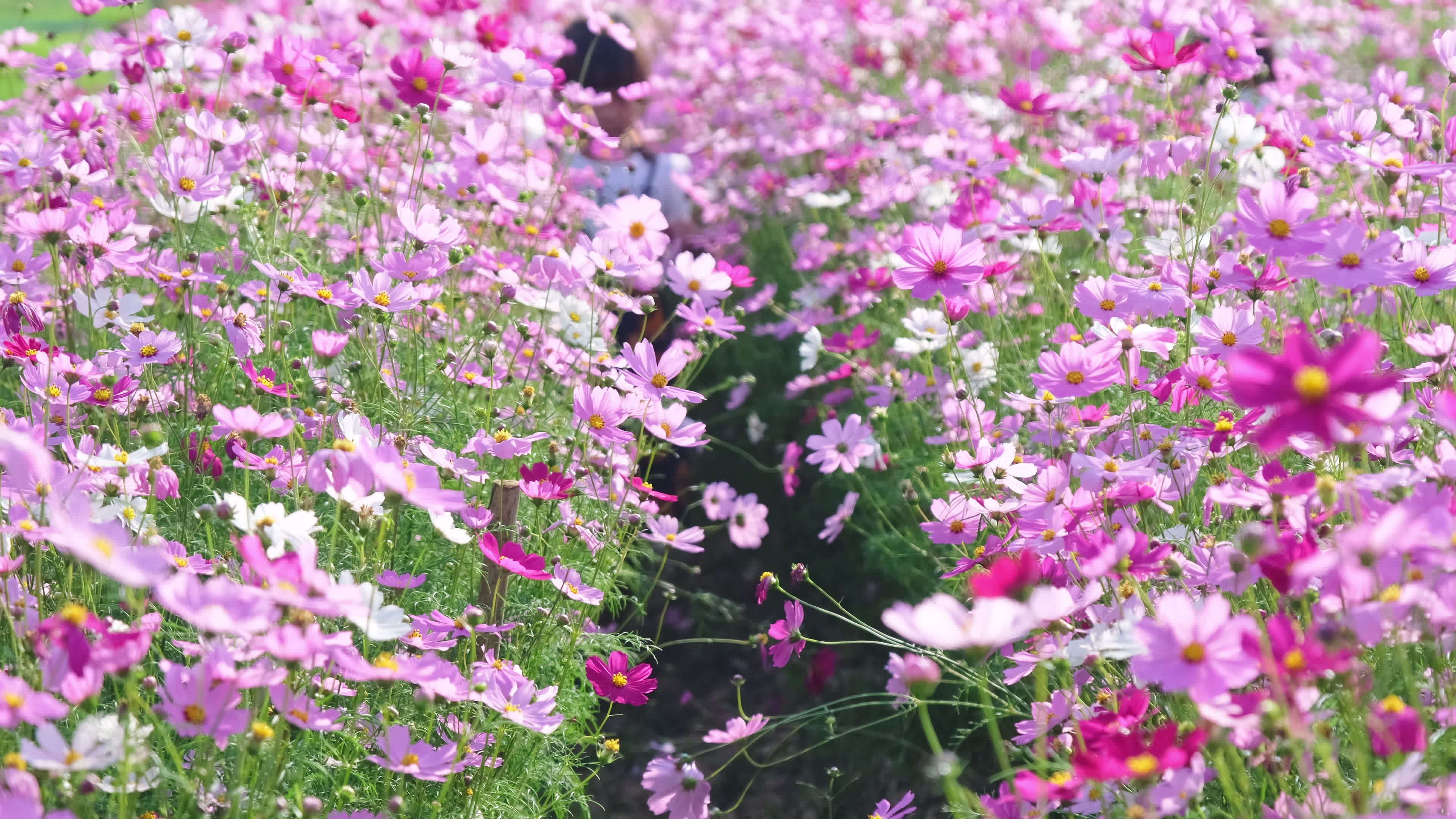Beautiful cosmos flowers blooming in the garden. Cosmos flowers in