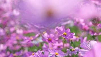 belles fleurs de cosmos qui fleurissent dans le jardin. fleurs de cosmos dans la nature. les fleurs du cosmos se balancent au vent dans les champs. video