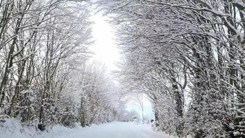 Blick von der Windschutzscheibe eines Autos, das auf einer verschneiten Straße mit vielen schneebedeckten Bäumen fährt. video