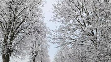 Blick von der Windschutzscheibe eines Autos, das auf einer verschneiten Straße mit vielen schneebedeckten Bäumen fährt. video