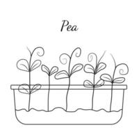 Hand drawn pea micro greens. Vector illustration in sketch style isolated on white background. Vector EPS10