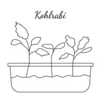 Hand drawn kohlrabi micro greens. Vector illustration in sketch style isolated on white background. Vector EPS10