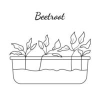 Hand drawn beetroot micro greens. Vector illustration in sketch style isolated on white background. Vector EPS10