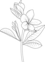 dibujado a mano elementos botánicos de primavera ramo de frangipani arte de línea inferior página para colorear vector