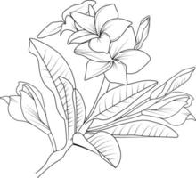 Set of vector hand-drawn frangipani flowers. ink sketch isolated on white background.