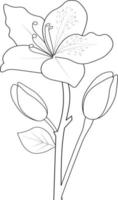 Azalea flower coloring book Isolated flower hand drawn vector sketch illustration, botanic collection branch of leaf buds natural collection coloring page floral bouquets engraved ink art.