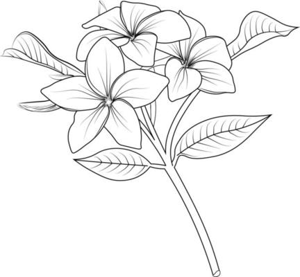 Illustration of frangipani flower, vector sketch pencil art, a bouquet of floral coloring page, and book isolated on white background clip art.