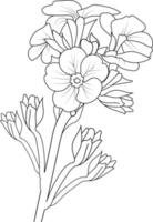 primrose drawing for coloring books, illustration sketch of hand-drawn flowers isolated on white. spring flower and ink art style, botanical garden element. vector