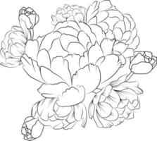 Black outline drawing is perfect for coloring pages or books for children or adults. peony flower vector