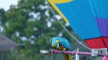 Colorful macaw parrot standing on wooden perch with natural blurred background. Close-up of a colorful blue and yellow macaw parrot. video