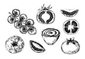 Tomato vector graphic sketch. Hand drawn set of tomato slice and tomato in section