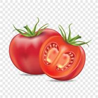 tomate realista con ilustración de vector de fondo aislado