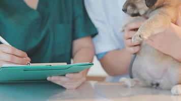 vérifier la respiration. vétérinaire masculin en uniforme de travail écoutant le souffle d'un petit chien avec un phonendoscope dans une clinique vétérinaire. concept de soins pour animaux de compagnie video