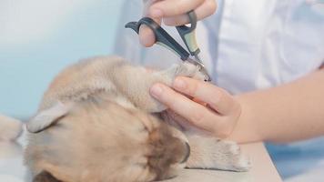 controle de adem. mannetje dierenarts in werk uniform luisteren naar de adem van een klein hond met een phonendoscope in veterinair kliniek. huisdier zorg concept video