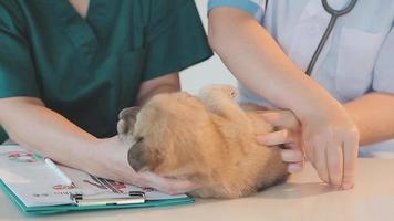 controle de adem. mannetje dierenarts in werk uniform luisteren naar de adem van een klein hond met een phonendoscope in veterinair kliniek. huisdier zorg concept video