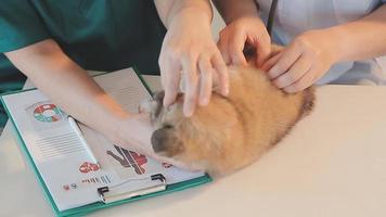 controle de adem. mannetje dierenarts in werk uniform luisteren naar de adem van een klein hond met een phonendoscope in veterinair kliniek. huisdier zorg concept video