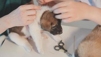 controllo il respiro. maschio veterinario nel opera uniforme ascoltando per il respiro di un' piccolo cane con un' fonendoscopio nel veterinario clinica. animale domestico cura concetto video