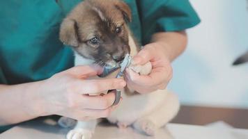 kontroll de andetag. manlig veterinär i arbete enhetlig lyssnande till de andetag av en små hund med en phonendoscope i veterinär klinik. sällskapsdjur vård begrepp video