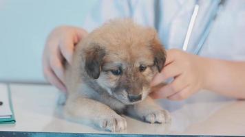 kontroll de andetag. manlig veterinär i arbete enhetlig lyssnande till de andetag av en små hund med en phonendoscope i veterinär klinik. sällskapsdjur vård begrepp video