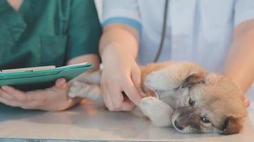 verificando a respiração. veterinário masculino em uniforme de trabalho, ouvindo a respiração de um cachorro pequeno com um estetoscópio na clínica veterinária. conceito de cuidados com animais de estimação video