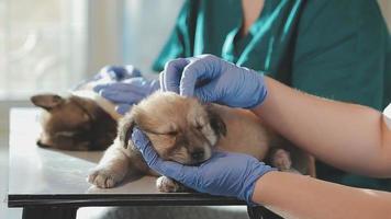 verificando a respiração. veterinário masculino em uniforme de trabalho, ouvindo a respiração de um cachorro pequeno com um estetoscópio na clínica veterinária. conceito de cuidados com animais de estimação video