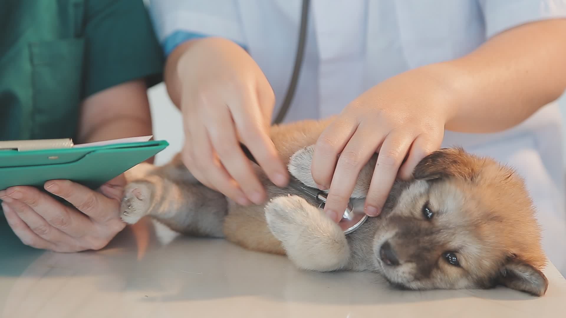 Checking the breath. Male veterinarian in work uniform listening to the