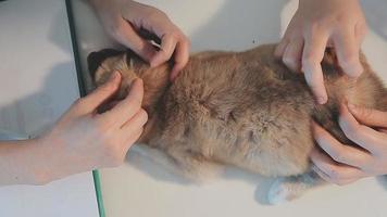 kontroll de andetag. manlig veterinär i arbete enhetlig lyssnande till de andetag av en små hund med en phonendoscope i veterinär klinik. sällskapsdjur vård begrepp video