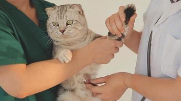 Checking the breath. Male veterinarian in work uniform listening to the breath of a cat with a phonendoscope in veterinary clinic. Pet care concept video