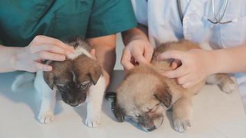 controle de adem. mannetje dierenarts in werk uniform luisteren naar de adem van een klein hond met een phonendoscope in veterinair kliniek. huisdier zorg concept video