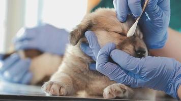 controle de adem. mannetje dierenarts in werk uniform luisteren naar de adem van een klein hond met een phonendoscope in veterinair kliniek. huisdier zorg concept video