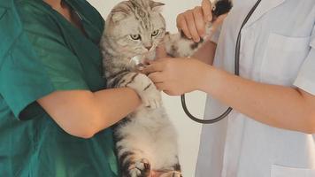 verificando a respiração. veterinário masculino em uniforme de trabalho, ouvindo a respiração de um cachorro pequeno com um estetoscópio na clínica veterinária. conceito de cuidados com animais de estimação video