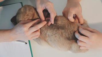 vérifier la respiration. vétérinaire masculin en uniforme de travail écoutant le souffle d'un petit chien avec un phonendoscope dans une clinique vétérinaire. concept de soins pour animaux de compagnie video