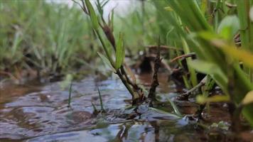 4k escena 1ra vista pequeña aventura de riachuelo diríjase hacia las cabeceras del bosque y la hierba cubierta durante el día video