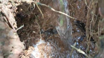 cena 4k 1ª vista pequena aventura de riacho em direção às cabeceiras da floresta e a grama coberta durante o dia video