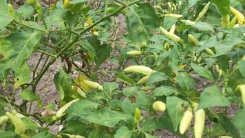 4k un' lotto di fresco verde chili nel il verde giardino per agricoltura, giardinaggio, verdura e frutta in crescita, vegetariano video