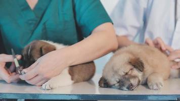 verificando a respiração. veterinário masculino em uniforme de trabalho, ouvindo a respiração de um cachorro pequeno com um estetoscópio na clínica veterinária. conceito de cuidados com animais de estimação video