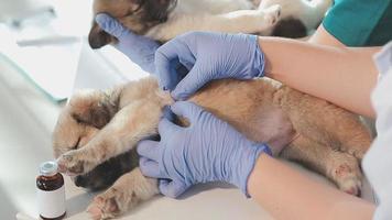 verificando a respiração. veterinário masculino em uniforme de trabalho, ouvindo a respiração de um cachorro pequeno com um estetoscópio na clínica veterinária. conceito de cuidados com animais de estimação video