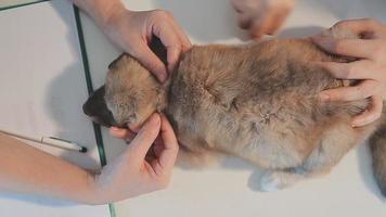 verificando a respiração. veterinário masculino em uniforme de trabalho, ouvindo a respiração de um cachorro pequeno com um estetoscópio na clínica veterinária. conceito de cuidados com animais de estimação video