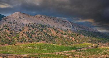 Landscape vineyard on the hillside at sunset photo