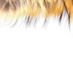 Polar Fox fur as texture or background photo