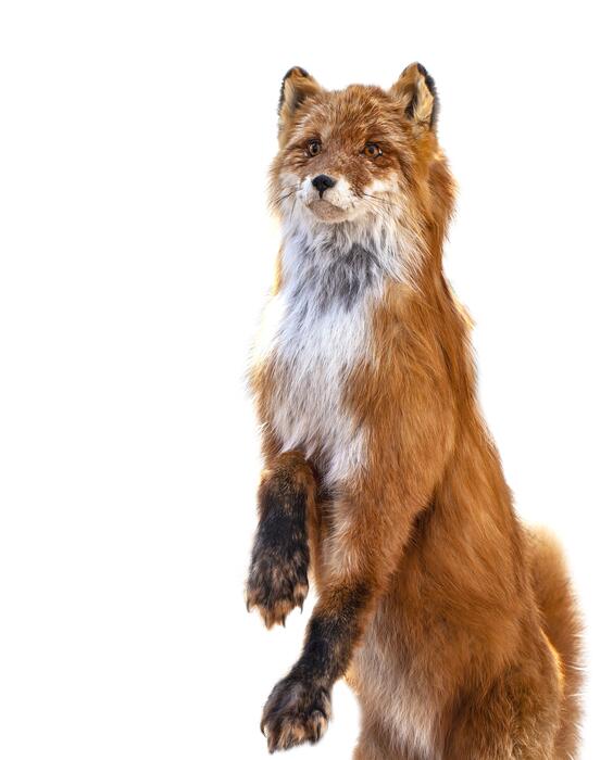 Taxidermy Stock Photos, Images and Backgrounds for Free Download