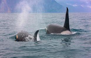 Selective focus.. The pair of transient killer whales travel through the waters photo