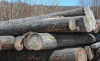 old round logs in a heap close up photo