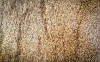 Colored reindeer fur texture. photo