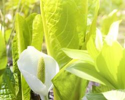 Lysichiton of Kamchatka, Lysichiton camtschatcensis, during flowering photo