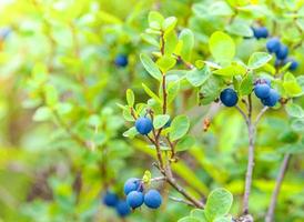 Fresh Organic Blueberries on the bush. Close up photo