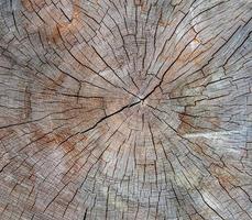 textura de madera de tronco de árbol cortado, primer plano foto