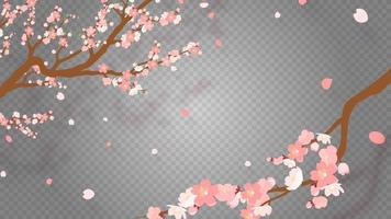 rama de sakura con ilustración de vector de pétalos cayendo. flor de cerezo rosa sobre fondo transparente